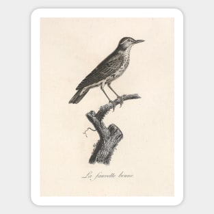 The Brown Warbler Sticker